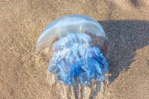 Ubur-Ubur Khas Indonesia