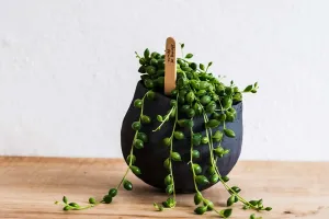 Plantas que sobem e caem