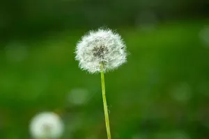 Bí Mật Của Hoa Bồ Công Anh