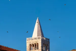 Cuộc sống chim nơi đô thị