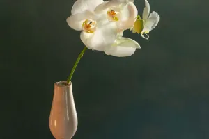 Merawat Anggrek di Rumah