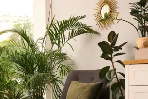 Choosing Indoor Plants