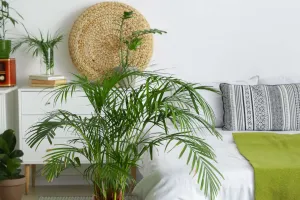 Plantas para o quarto