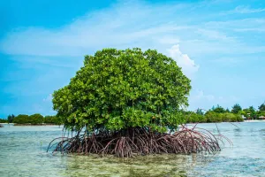 Küstenschutz durch Pflanzen
