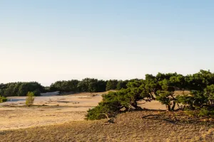 Lommel’in Gizli Doğası