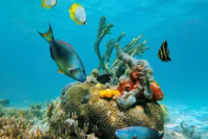 Рифы — опора океана