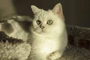 Feline Friendships Uncovered