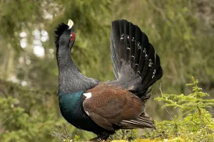 Burung Capercaillie Barat