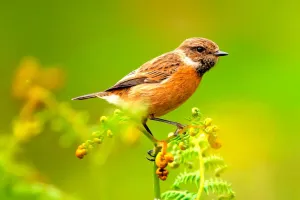 Estrategista discreto