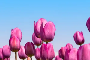 Praktische Pflanztipps