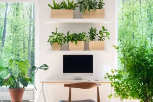 Why Indoor Plants Feel Fresh