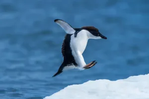 Cách Chim Cánh Cụt Giữ Ấm