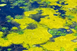 Cách Nuôi Tảo Xanh Hiệu Quả