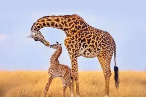 Những Bí Ẩn Về Hươu Cao Cổ