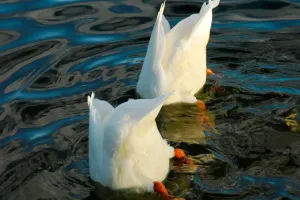 How Ducks Find Food