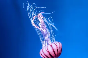 Jenis Ubur Berbahaya