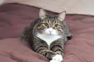 Katzen lieben Kartons