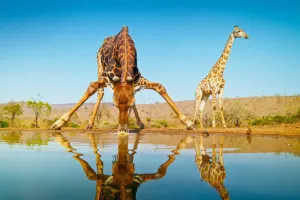 Chiếc cổ dài của hươu cao cổ