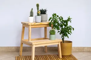 Bí Quyết Trồng Cây Trong Nhà