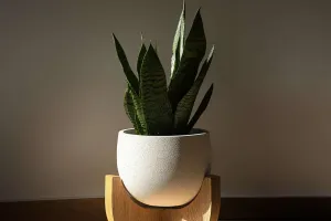 Luz: segredo das plantas!