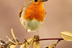 Autumn Robin Joy