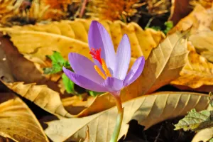 Krokus: Klein, aber oho!