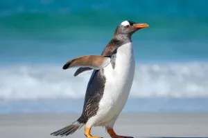 Pinguins gentoo