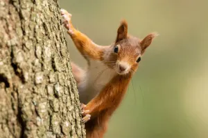 Esquilos Inteligentes