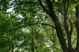 Леса под защитой