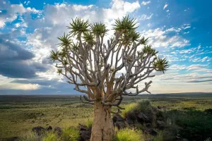 Quiver Ağacı Rehberi