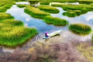 Vì Sao Cần Bảo Vệ Đầm Lầy?