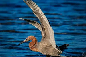 Pesona Burung Ibis Mrerah