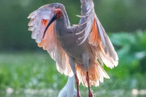 Kehidupan Ibis Bertopeng