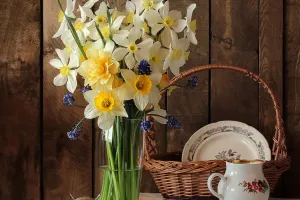 Cara Merawat Bunga Daffodil