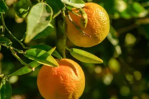 Manfaat Jeruk Mandarin