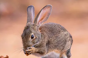 Segredos dos coelhos