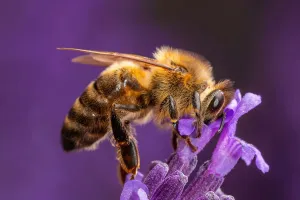 Segredos das abelhas