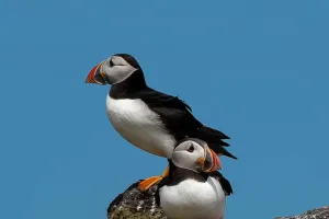 Puffin Island Adventure