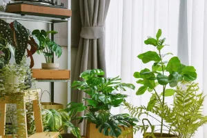 Tanaman Pembersih Udara