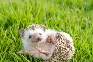 Igel als Haustier kaufen