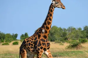 Fascinating Giraffe Facts