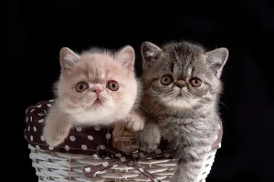 Fascinating Cat Facts