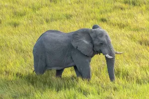 African Elephant