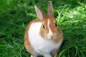 Bunny Rabbit Wonders