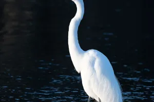 The Great Egret