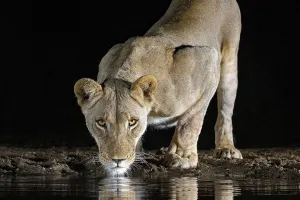 Female vs Male Lions