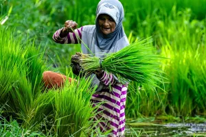 Fakta Setiap Butir Beras