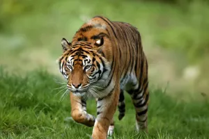 Sumatran Tiger