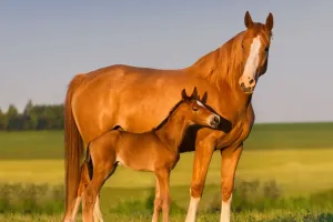 Bí Ẩn Đằng Sau Loài Ngựa