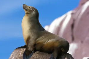 Sea Lion Surprises
